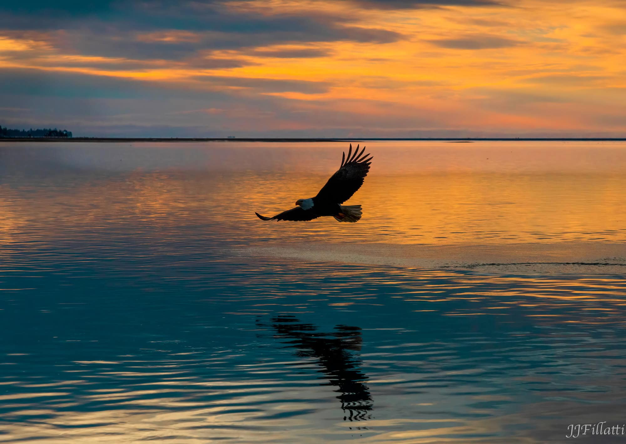 bird of homer alaska image 17